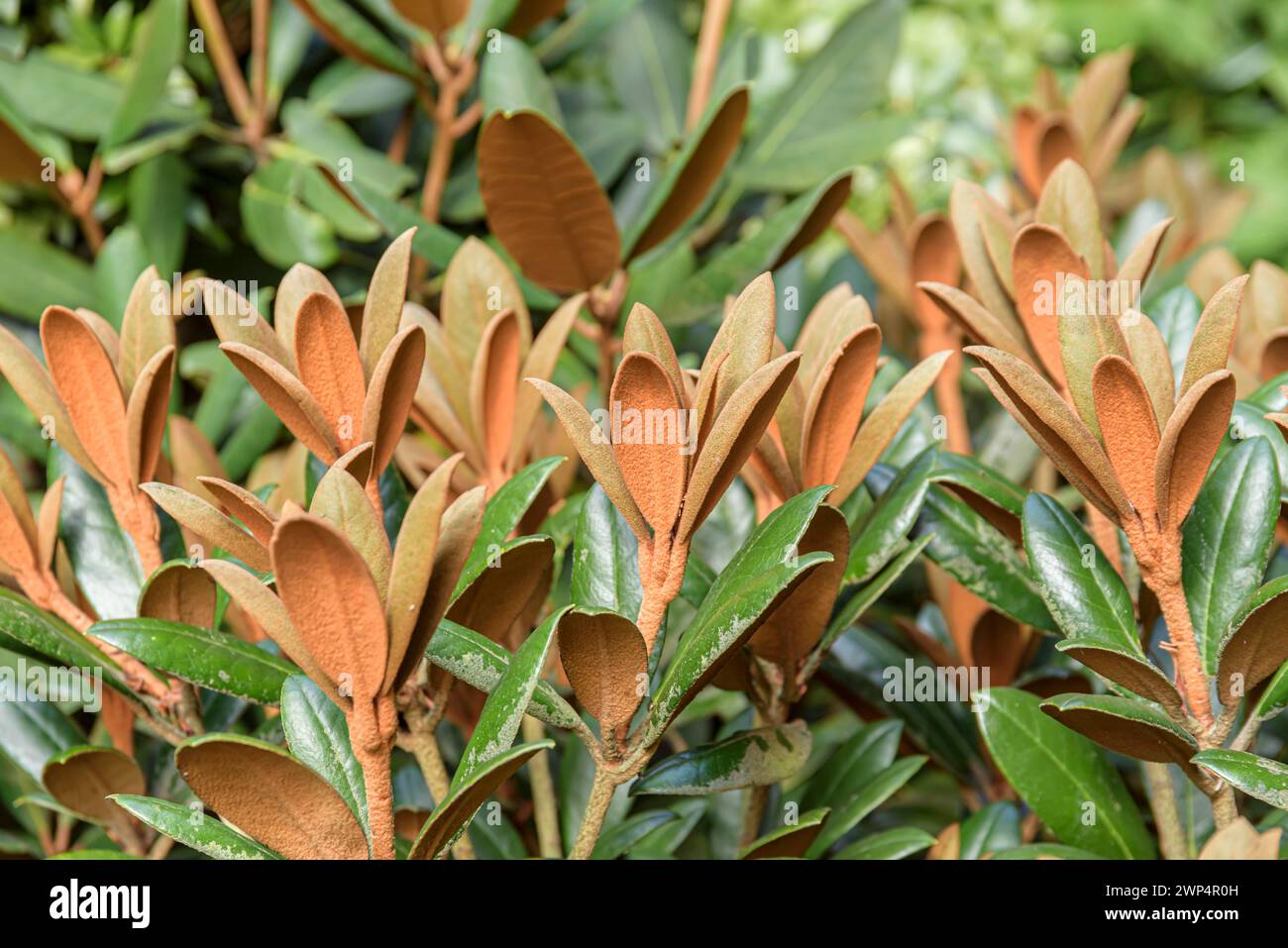rhododendron elite star P.J. Mezitt Elite Star Rhododendron