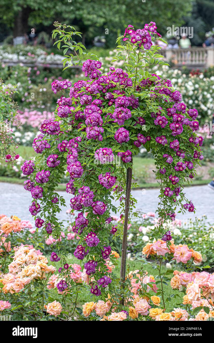 Rose rambler tree hi-res stock photography and images - Alamy