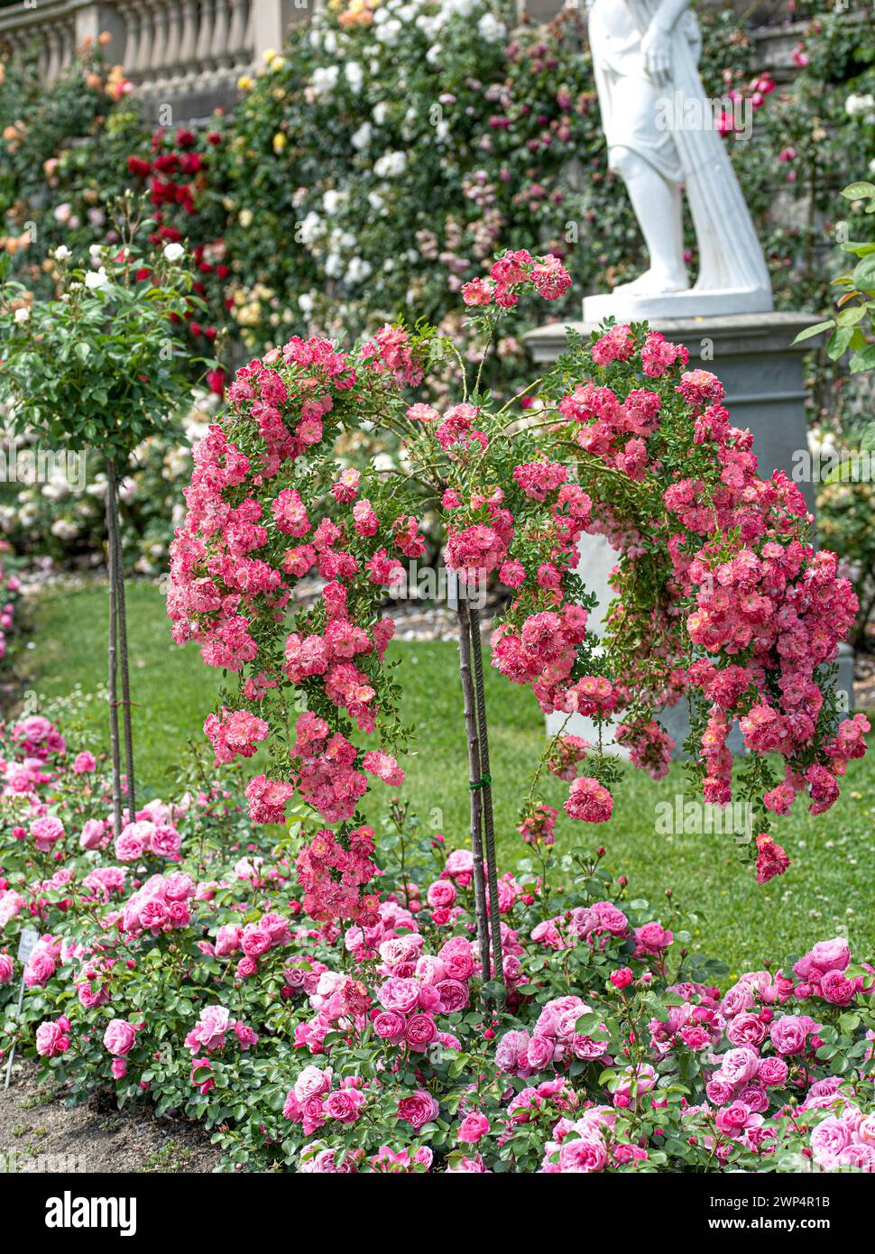 Ground cover rose (Rosa FERDY), Anchers Havecenter, Constance, Baden-Wuerttemberg, Germany Stock Photo