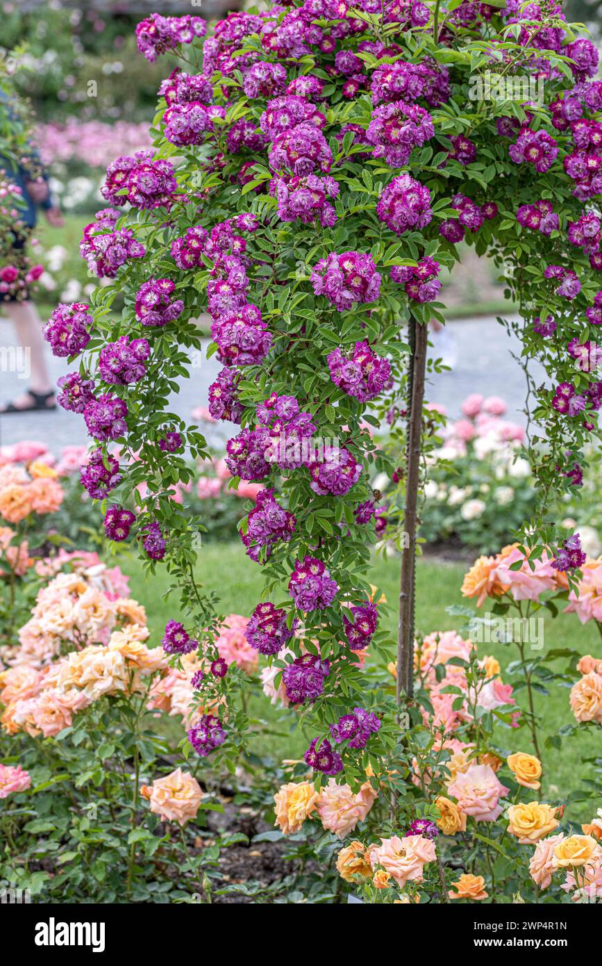 Rose rambler tree hi-res stock photography and images - Alamy
