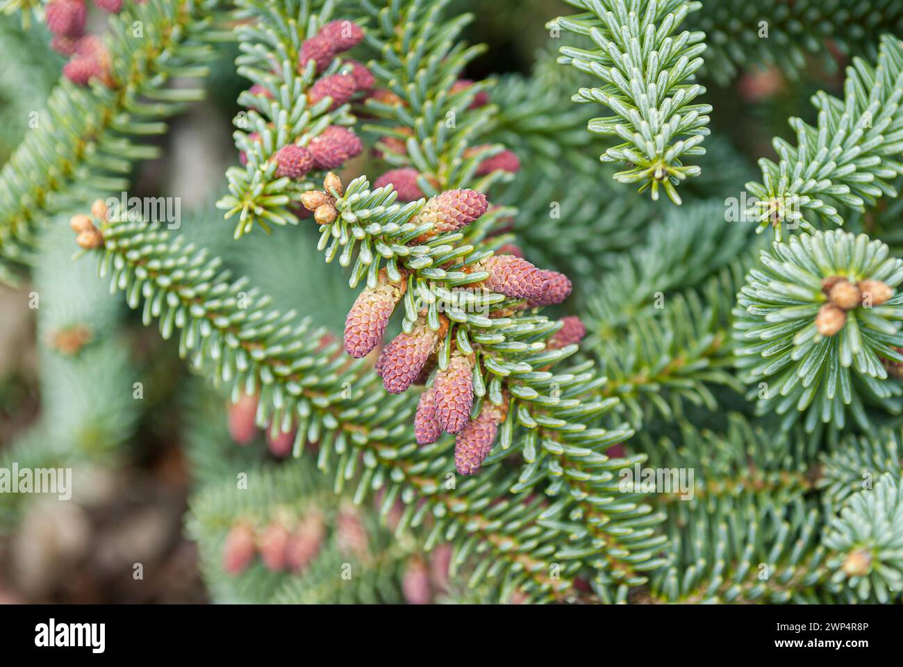 Spanish fir (Abies pinsapo 'Kelleriis'), Germany Stock Photo