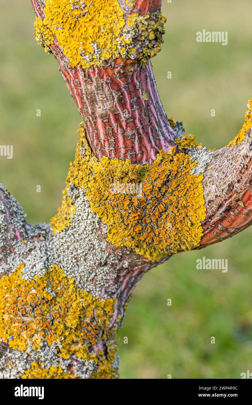 Crustose lichen, snakeskin maple (Acer x conspicuum 'Phoenix'), Findlingspark Nochten, Germany Stock Photo
