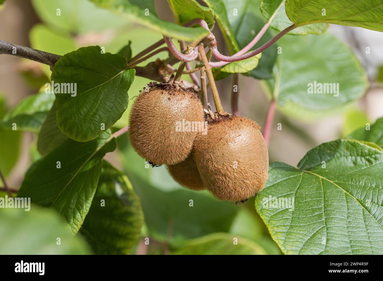 Kiwi (Actinidia deliciosa 'Jenny'), Oberdieck-Garten, Germany Stock Photo