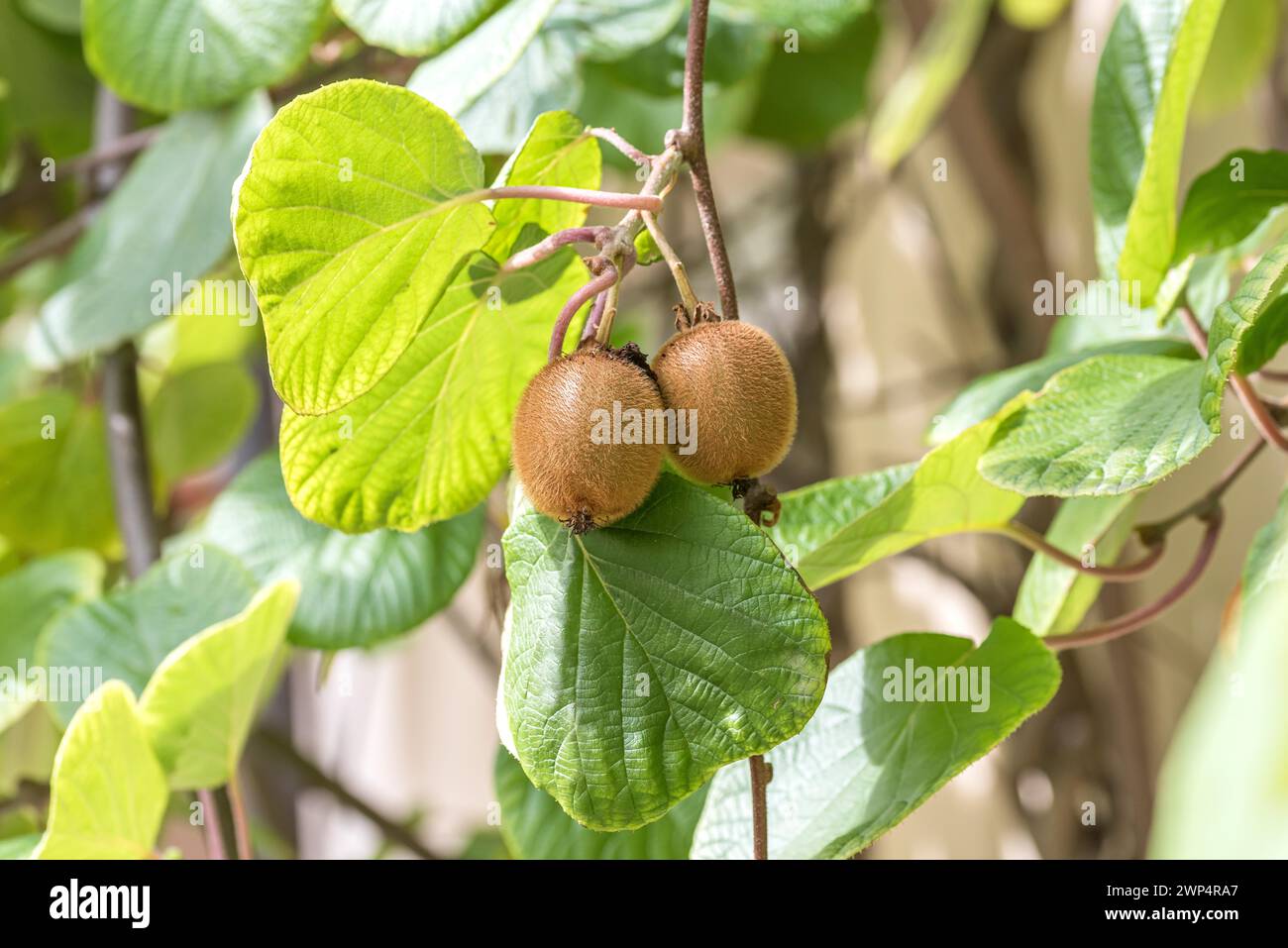 Kiwi (Actinidia deliciosa 'Jenny'), Oberdieck-Garten, Germany Stock Photo