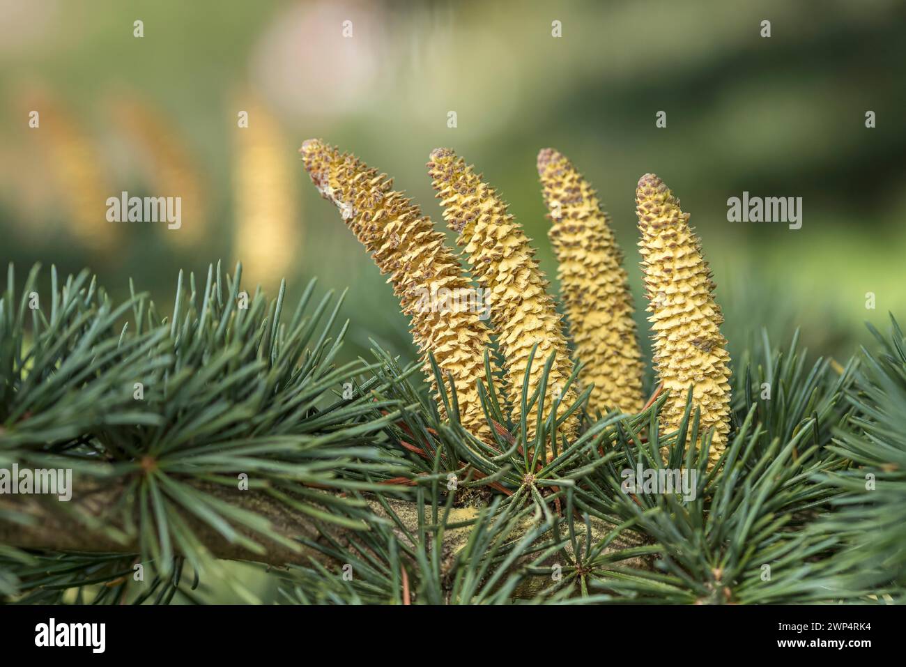 Himalayan cedar (Cedrus deodara 'Eisregen'), male flower, Weihenstephan Gardens, Germany Stock Photo