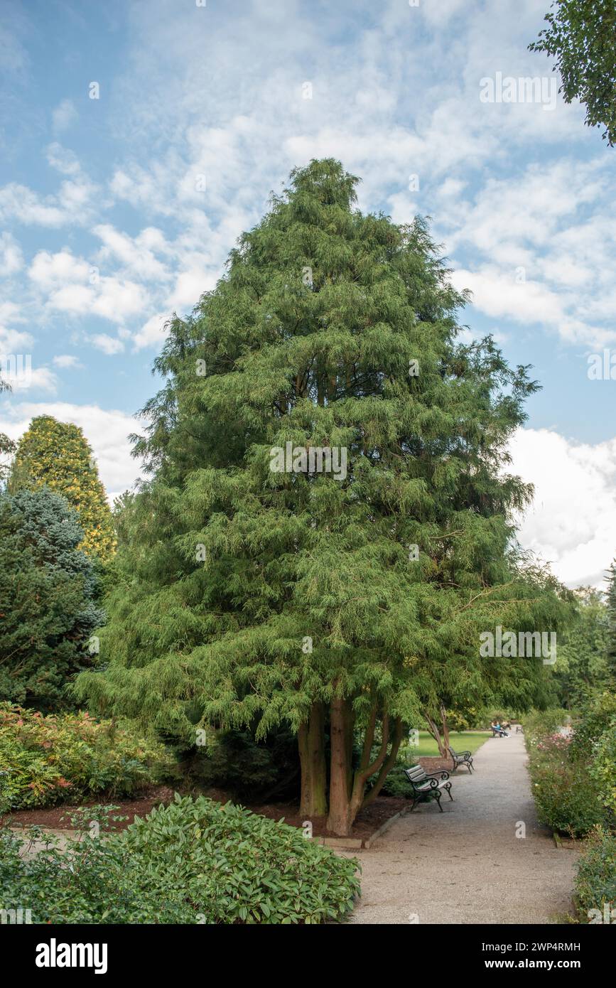 Sawara cypress (Chamaecyparis pisifera 'Filifera'), Rombergpark Botanical Garden, Germany Stock Photo