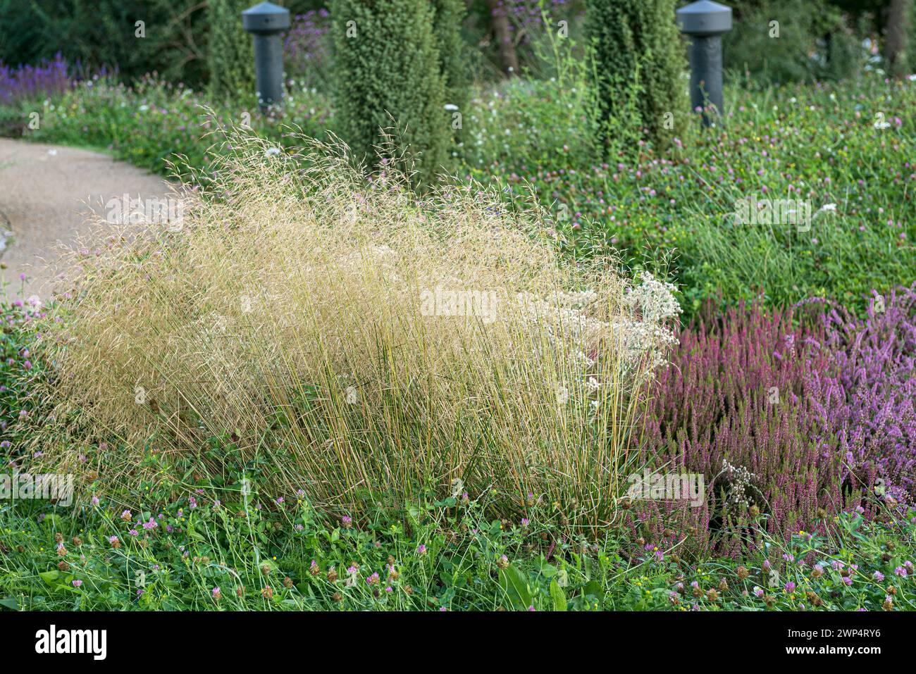 Woodland meadow grass (Deschampsia cespitosa 'Goldschleier'), Federal Garden Show Havelregion 20, Germany Stock Photo