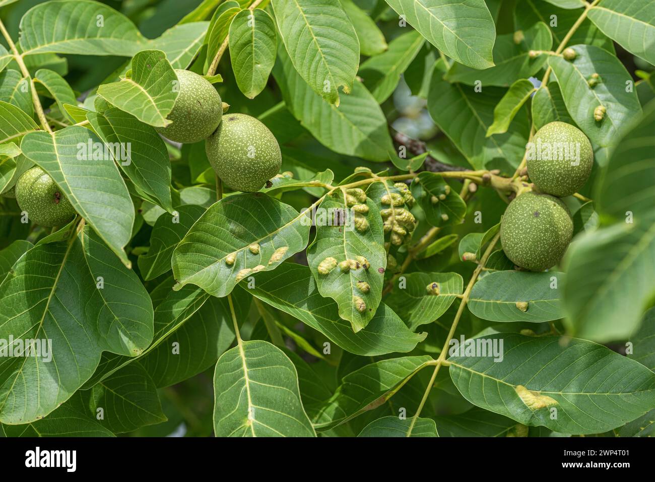 Wallnus felt gall mite, walnut (Eriophyes erineus), Kuehne Omsewitz nursery, Germany Stock Photo