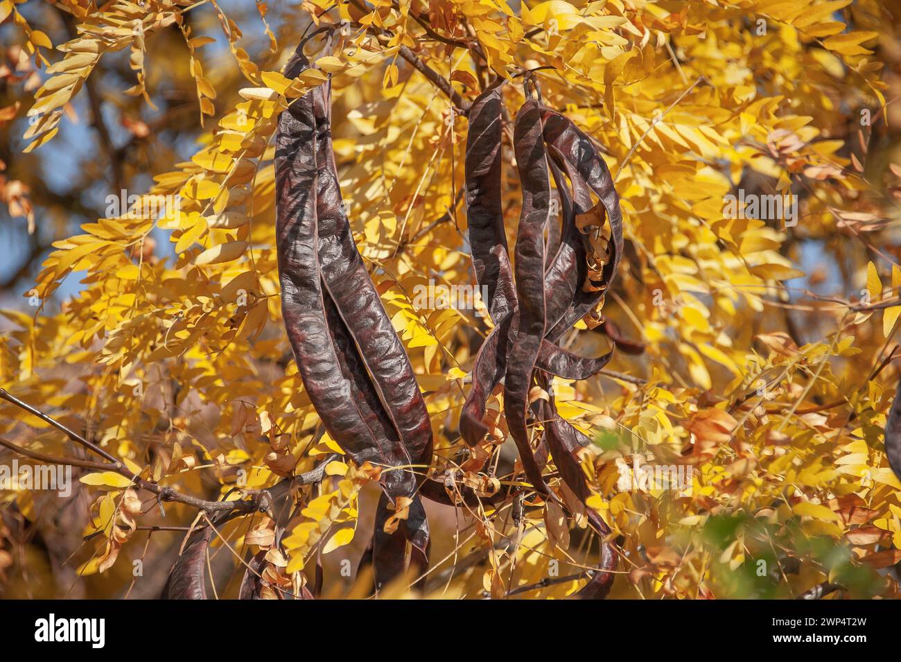American honey locust (Gleditsia triacanthos), Germany Stock Photo