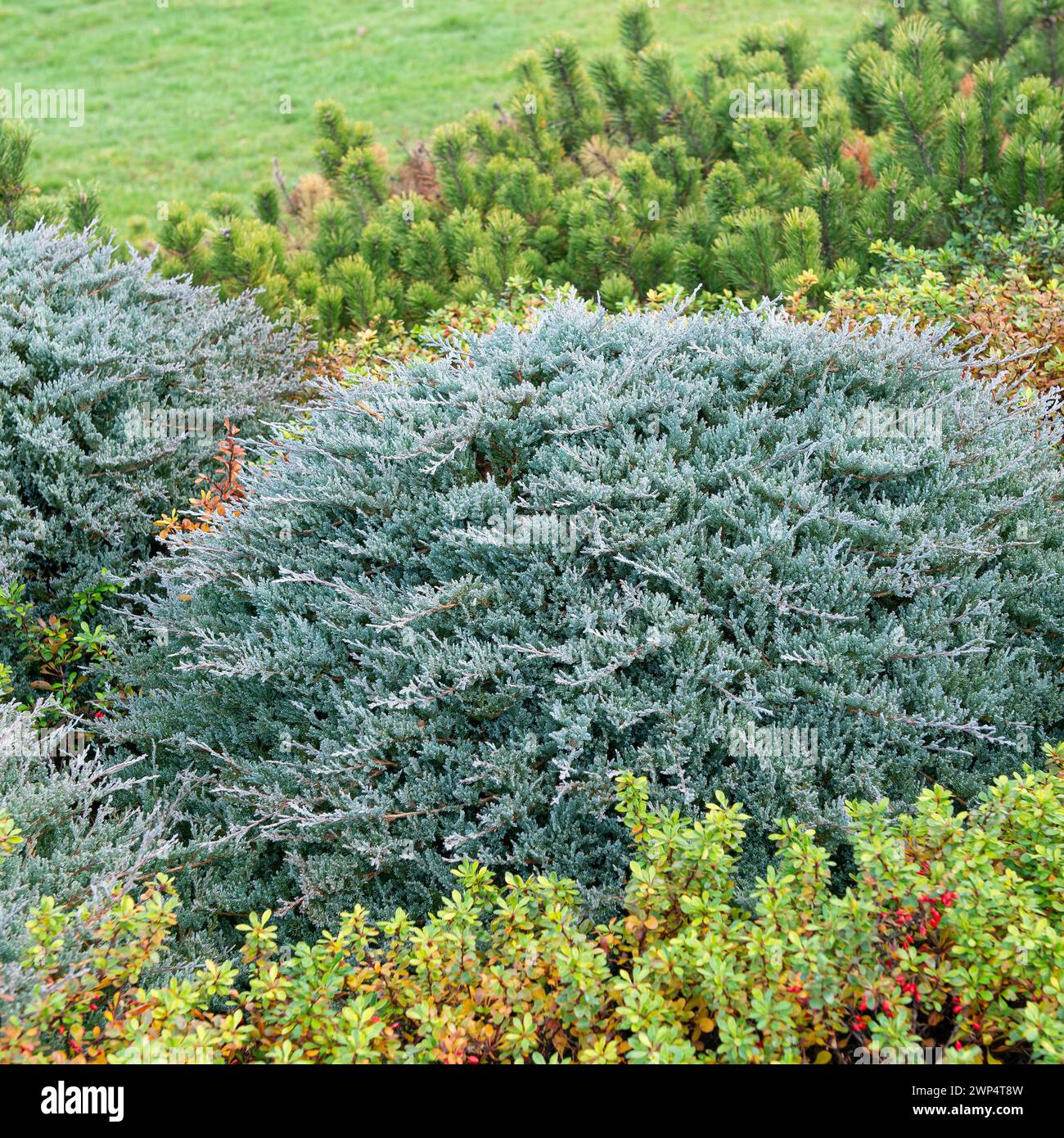 Creeping juniper (Juniperus horizontalis 'Blue Chip'), Pruhonice Dendrological Garden, Czech Republic Stock Photo