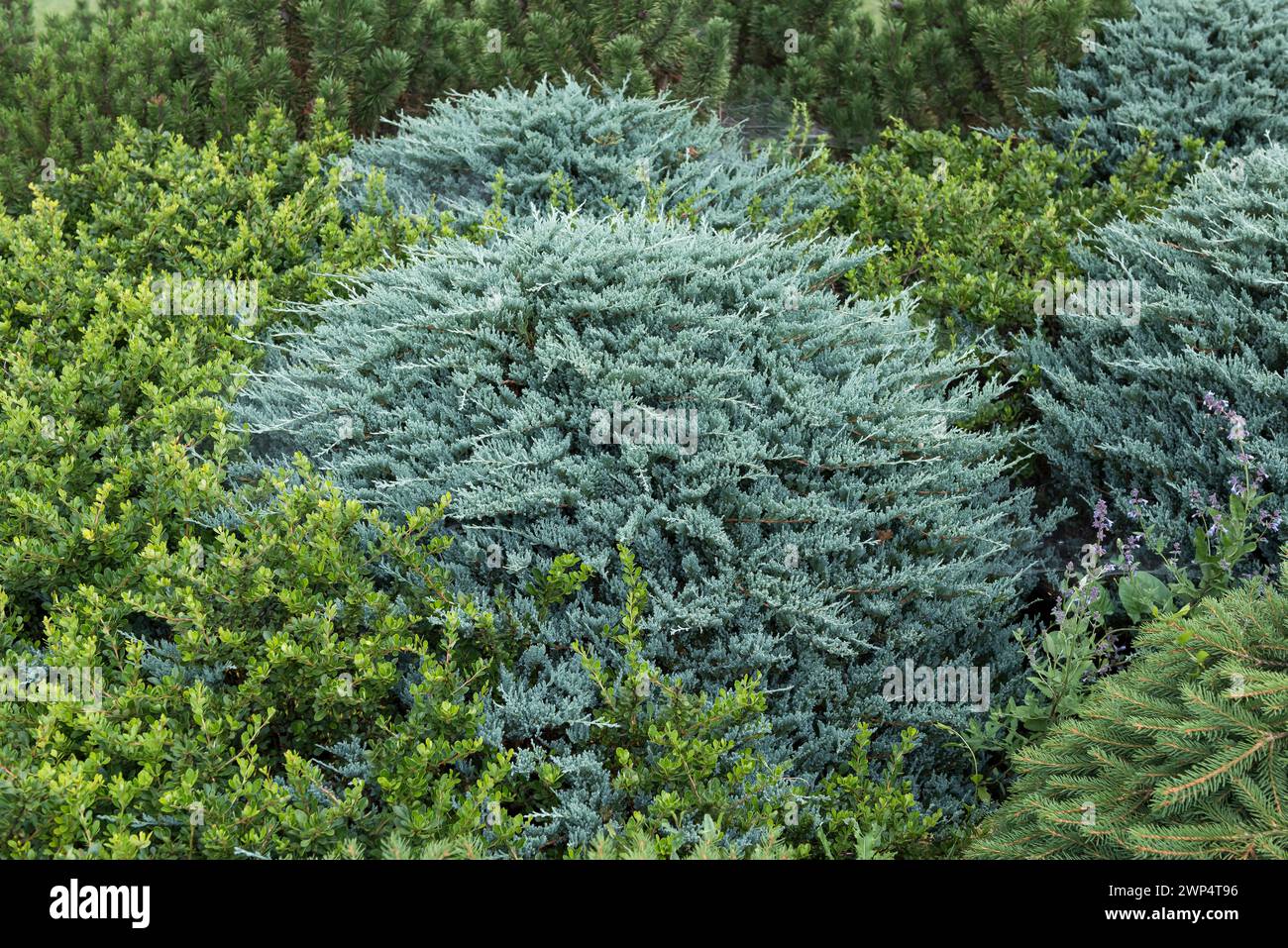 Creeping juniper (Juniperus horizontalis 'Wiltonii'), Pruhonice Dendrological Garden, Czech Republic Stock Photo