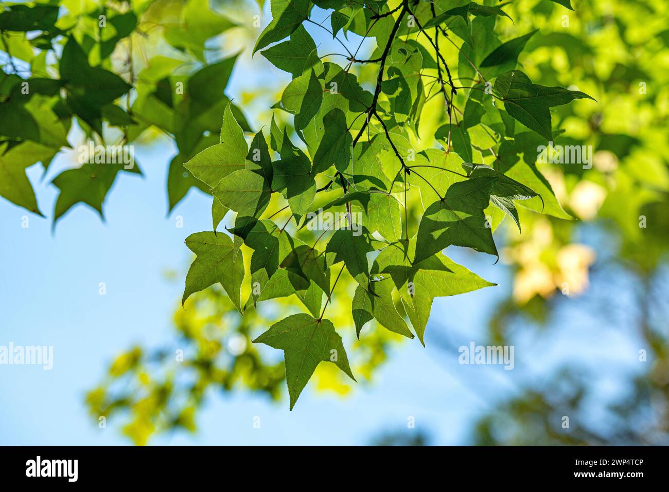 Formosa amber tree (Liquidambar formosana), Super Rindo forest road, Japan Stock Photo