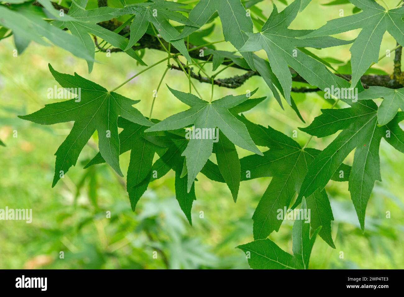 American amber tree (Liquidambar styraciflua 'Worplesdon'), Hohenheim Gardens, Germany Stock Photo