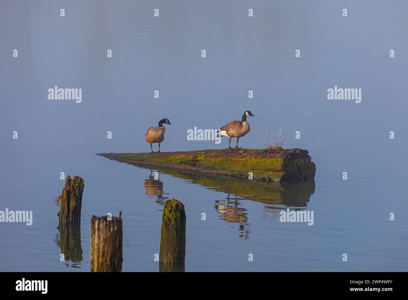 Pair of Canada Geese standing on a submerged log in Steveston Canada Stock Photo
