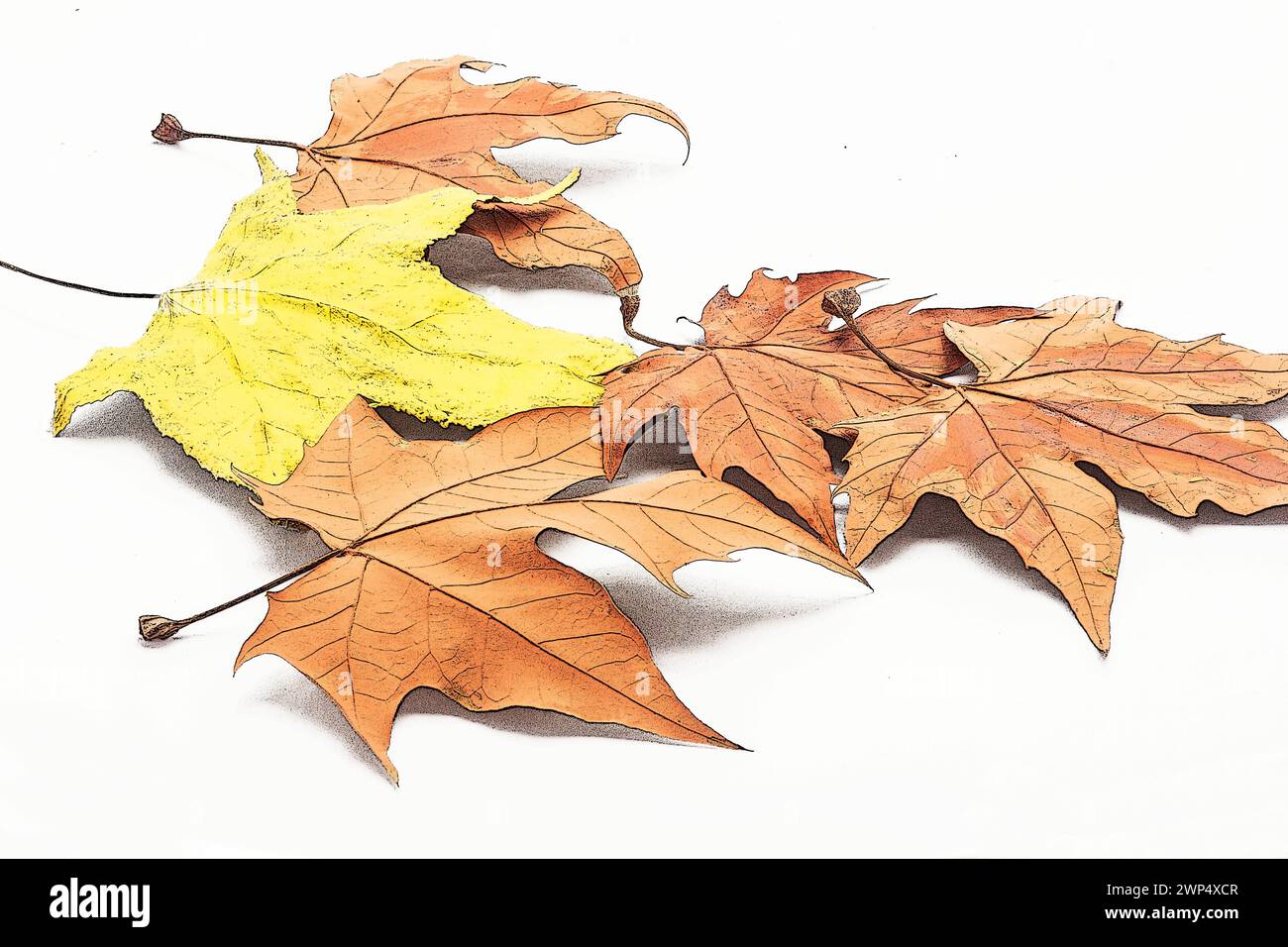 autumn leaves on white background Stock Photo