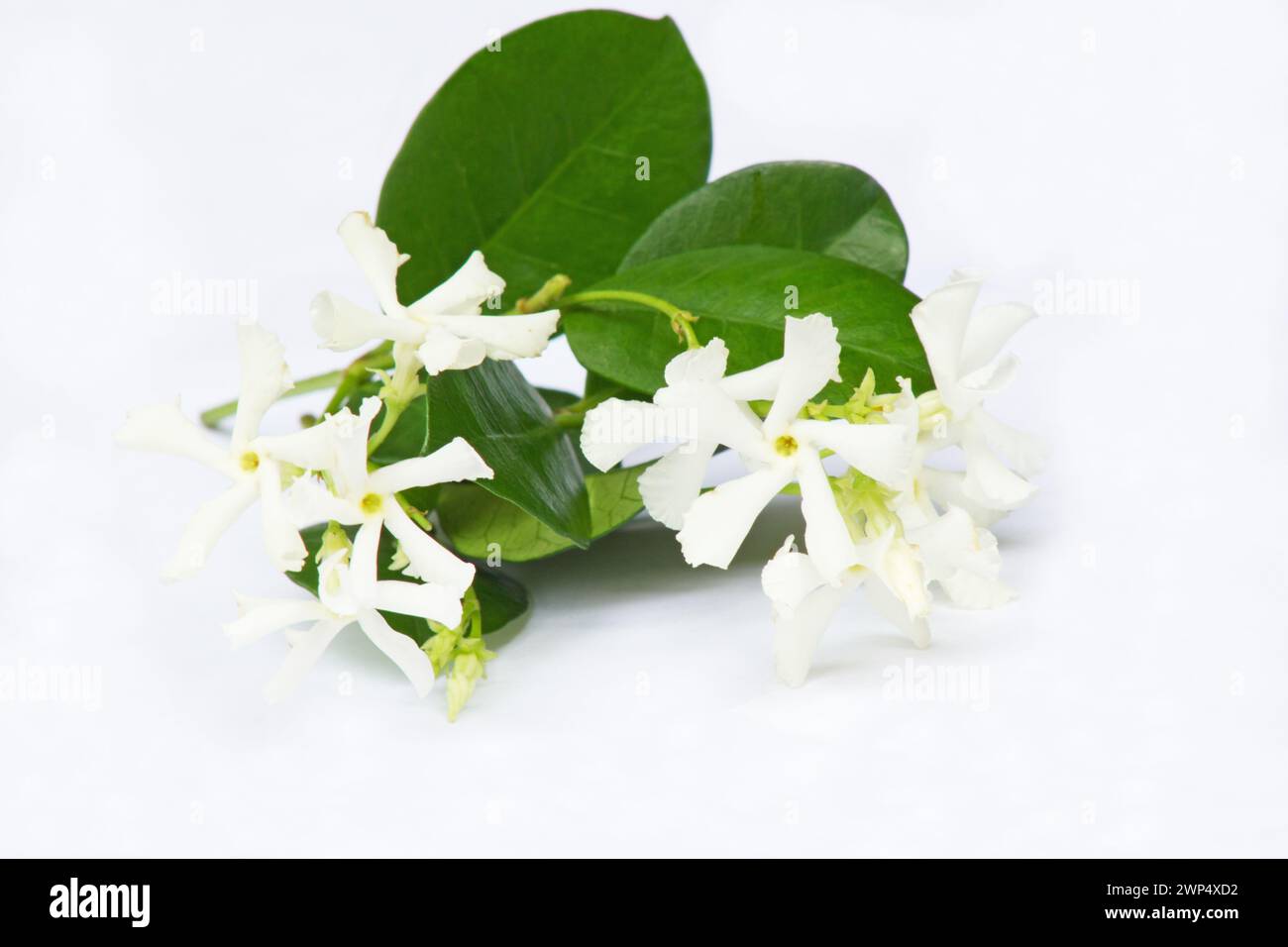 Star Jasmine (Trachelospermum jasminoides) blossoms on a white background Stock Photo