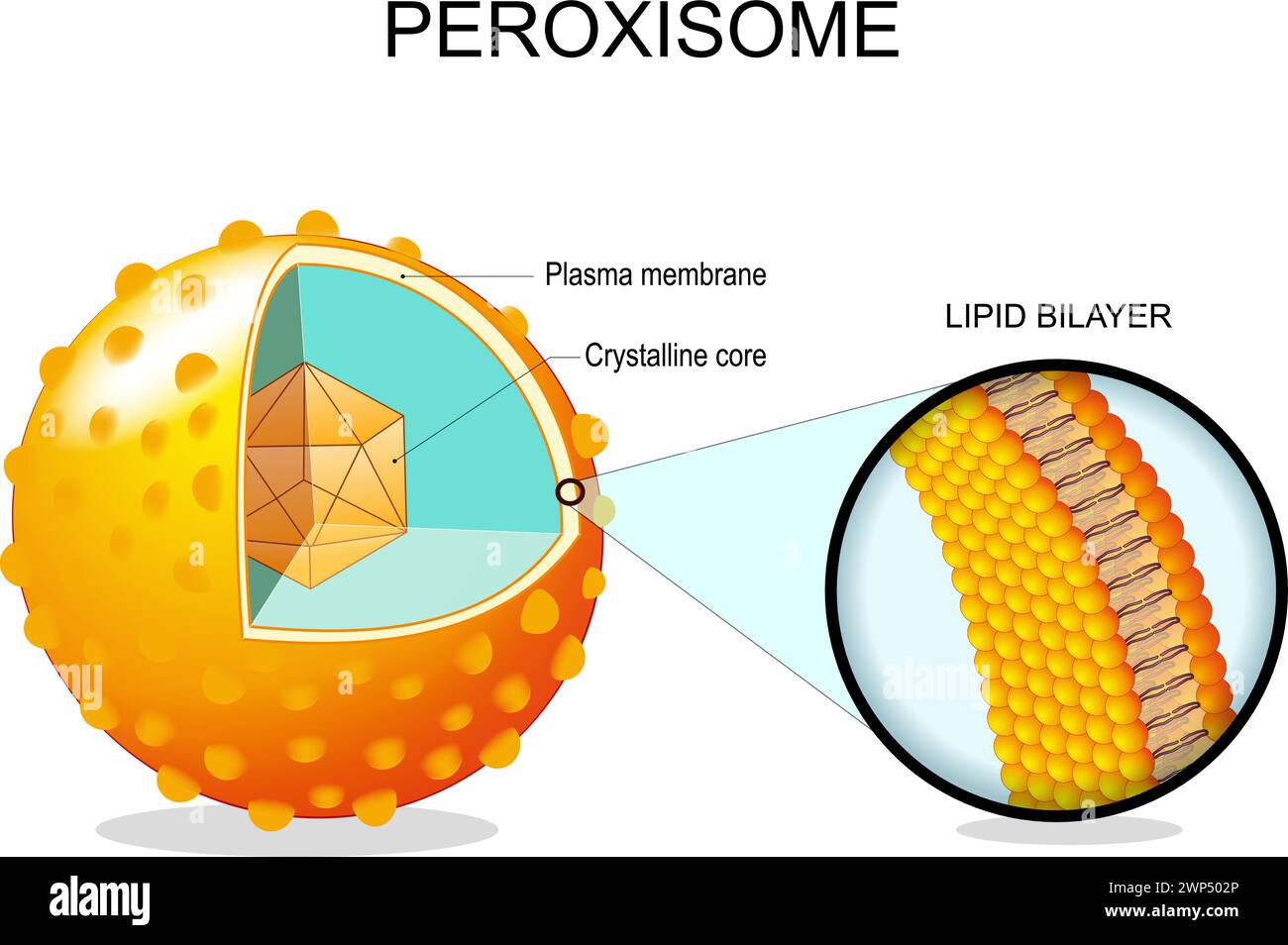 Peroxisome anatomy. Cross section of a cell organelle. Close-up of a Lipid bilayer Plasma membrane, Crystalline core, transport proteins. Vector illus Stock Vector