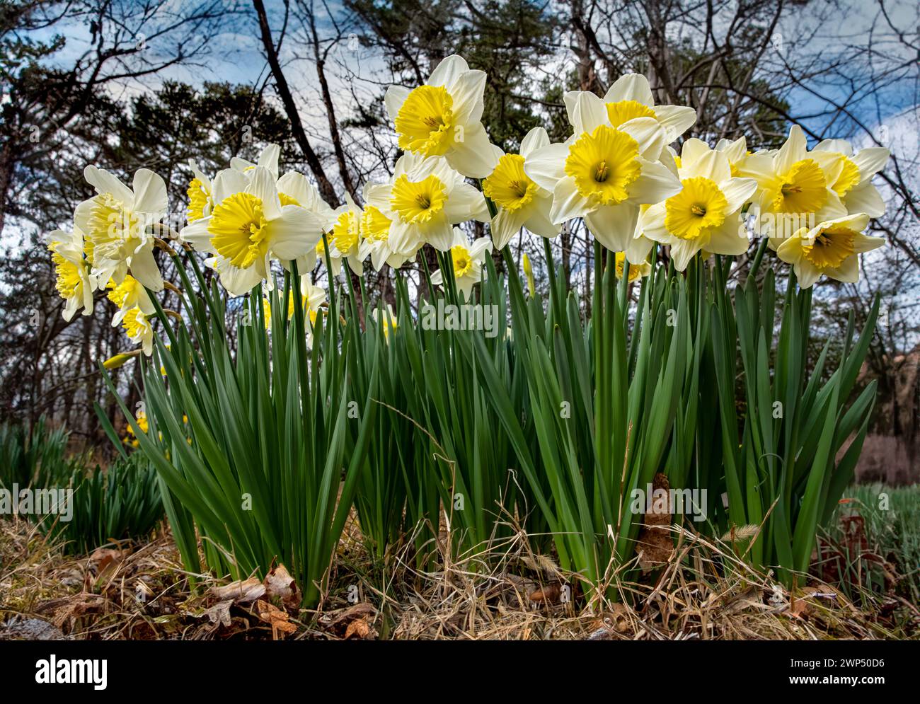 Daffodile deals