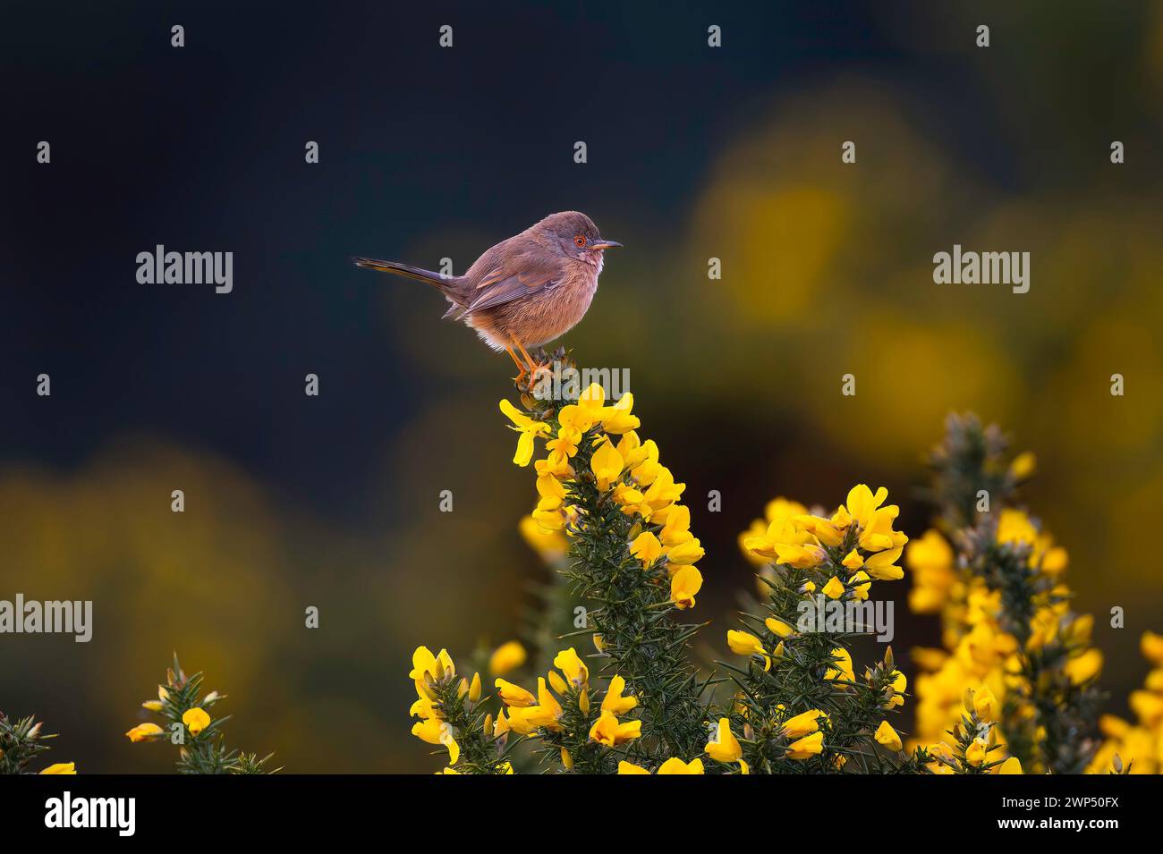 Dartford Warbler Sylvia Undata Perched On Top Of A Gorse Bush On dartford-warbler-sylvia-undata-perched-on-top-of-a-gorse-bush-on