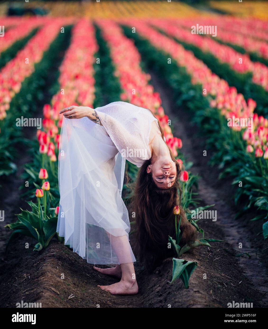 Long-haired brunette bending over backwards in vast tulip field Stock Photo