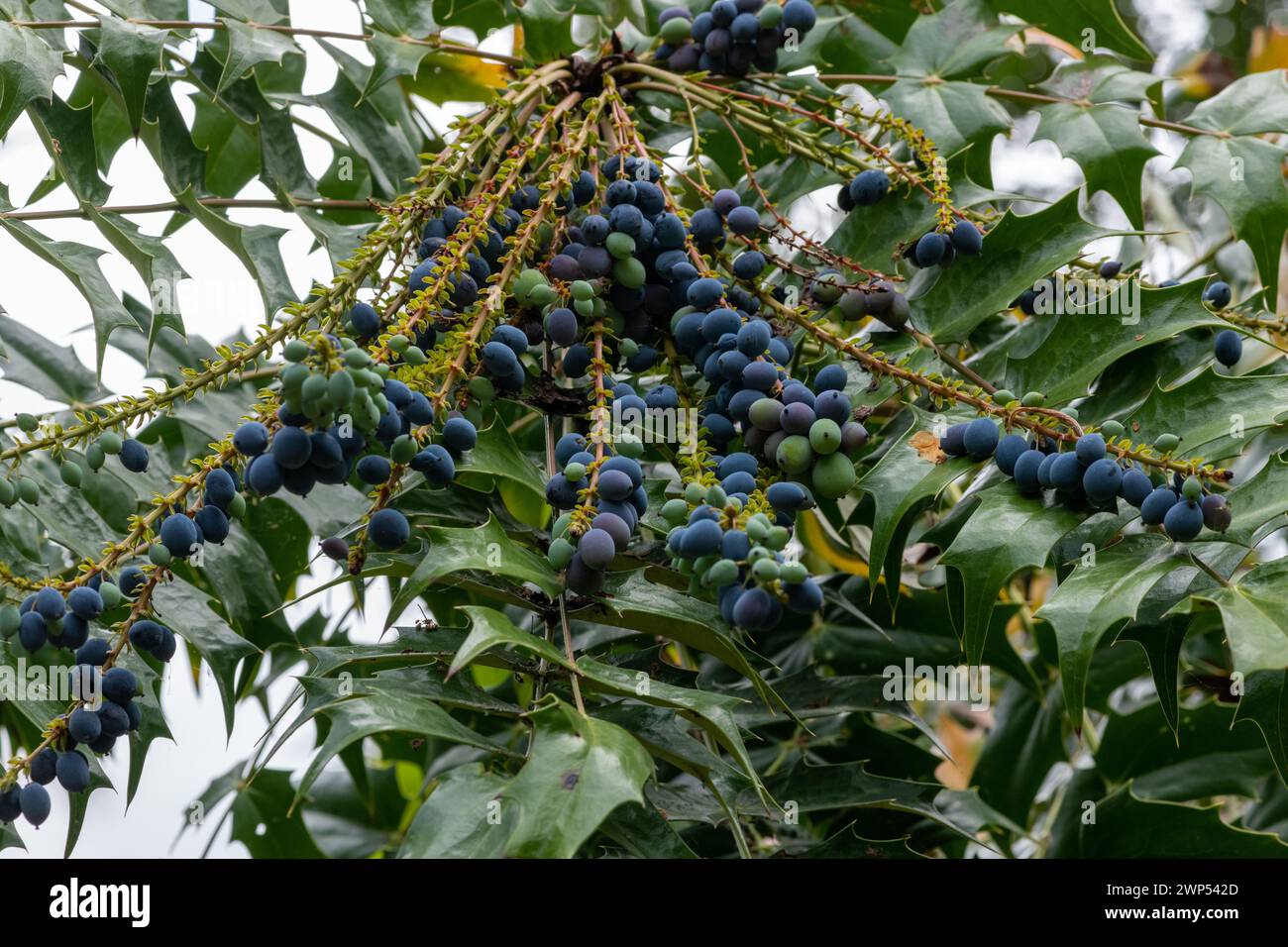 Close up of ripe fruits on a mahonia bush Stock Photo
