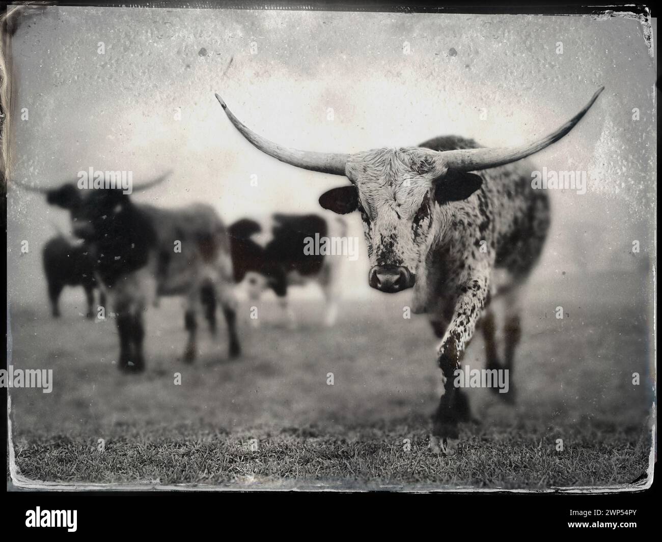 Longhorn Cattle in the pasture Tintype style photograph Stock Photo