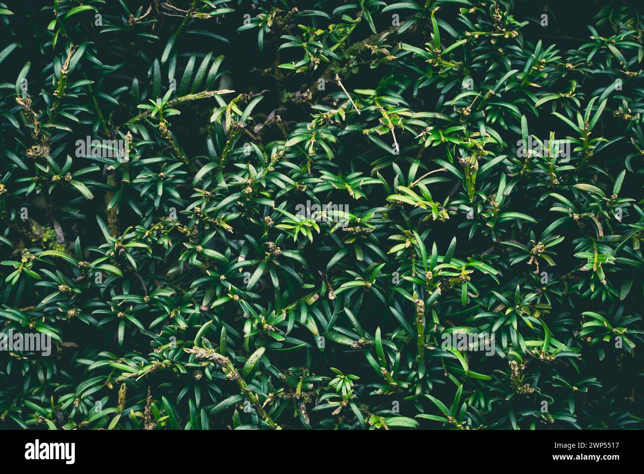 Full frame gardening background of a neatly trimmed garden hedge with copy space Stock Photo