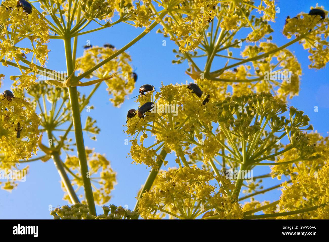 Heliotaurus ruficollis beetles feeding pollen on a fennel. Blue sky background, Sierra de Alor, Spain Stock Photo