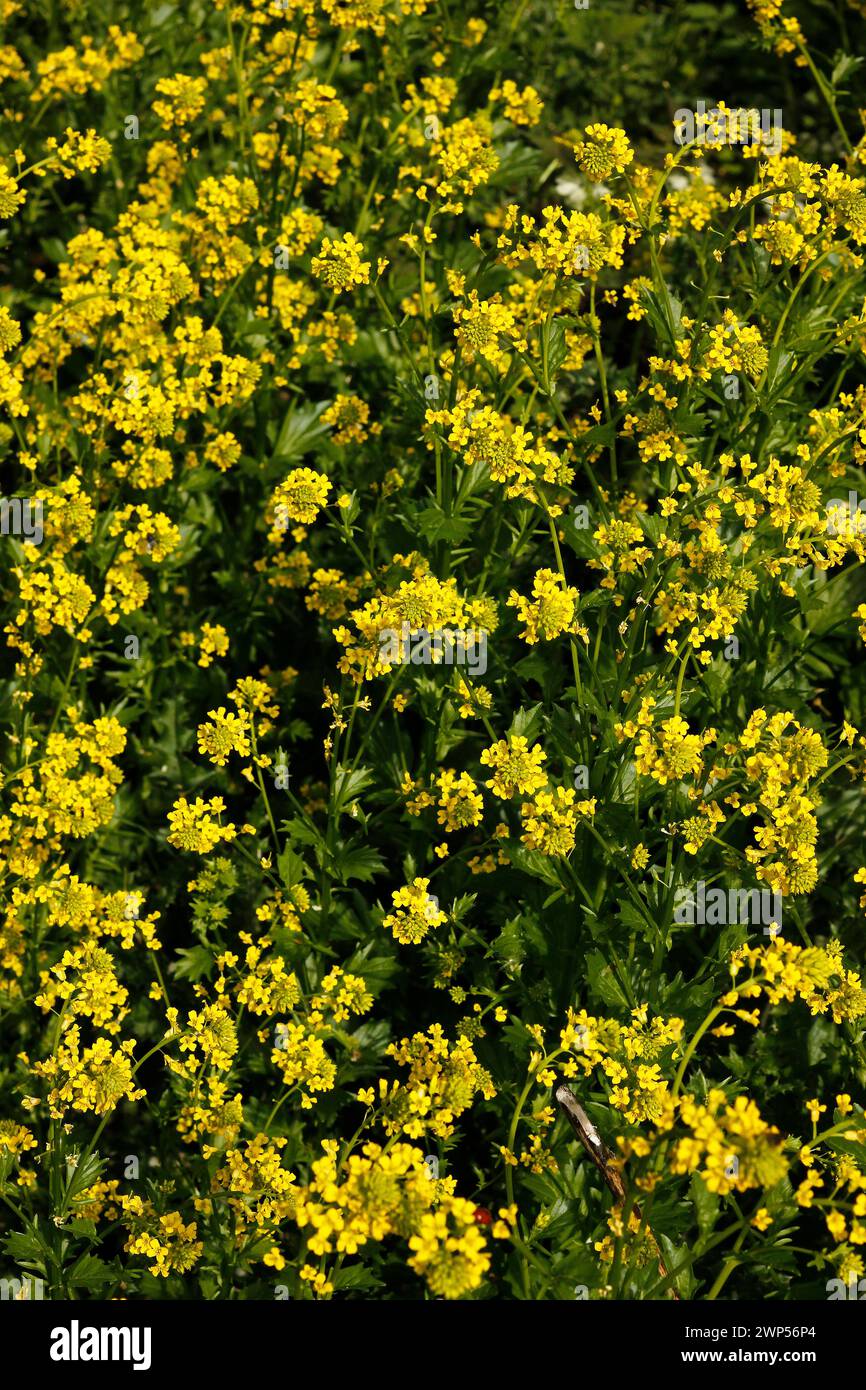 Barbarea vulgaris 'Winter Cress' Stock Photo