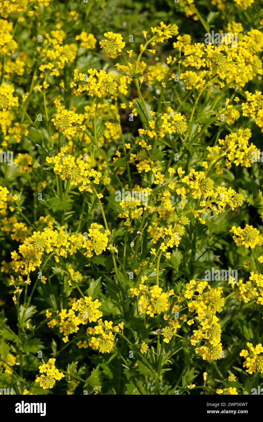 Barbarea vulgaris 'Winter Cress' Stock Photo
