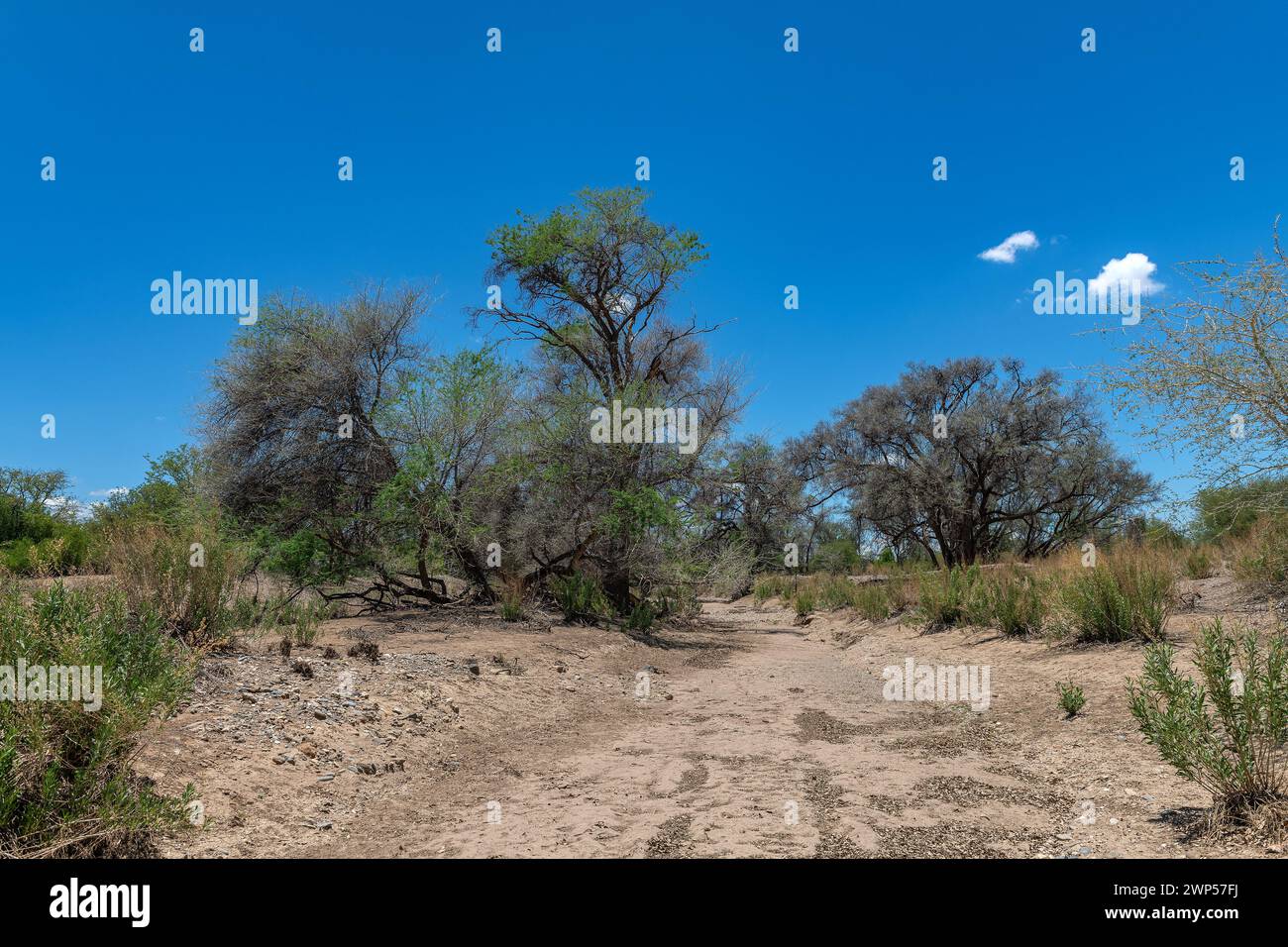 The dry riverbed of the Ugab River, Damaraland, Namibia Stock Photo