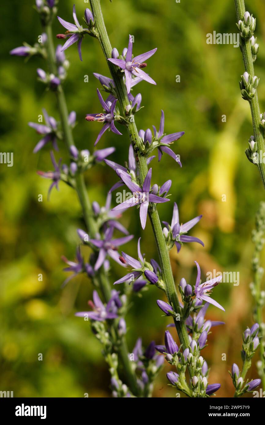 Asyneuma limonifolium 'Harebell' [Ex. Rumija 1450 m., Montenegro] Stock Photo