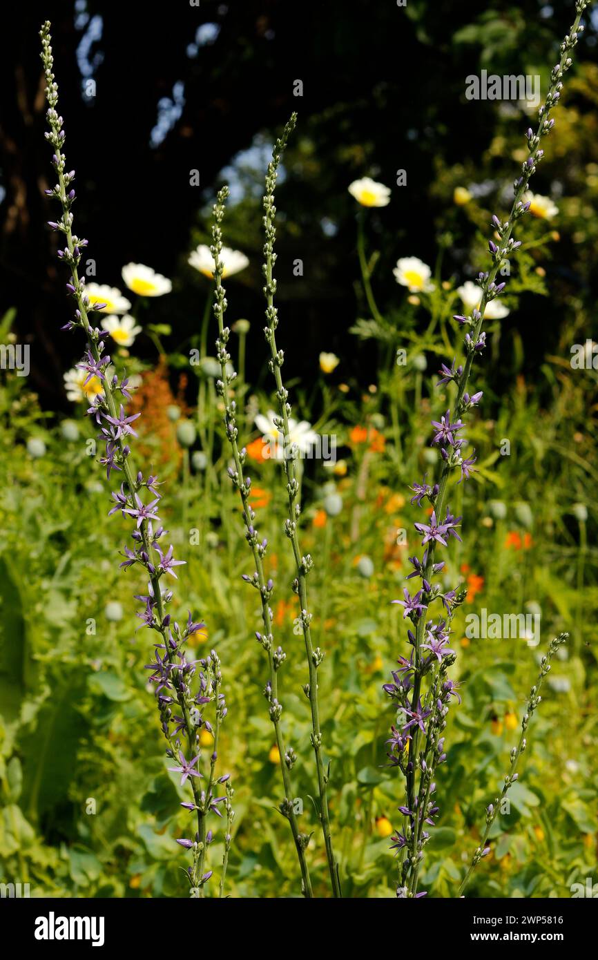 Asyneuma limonifolium 'Harebell' [Ex. Rumija 1450 m., Montenegro] Stock Photo