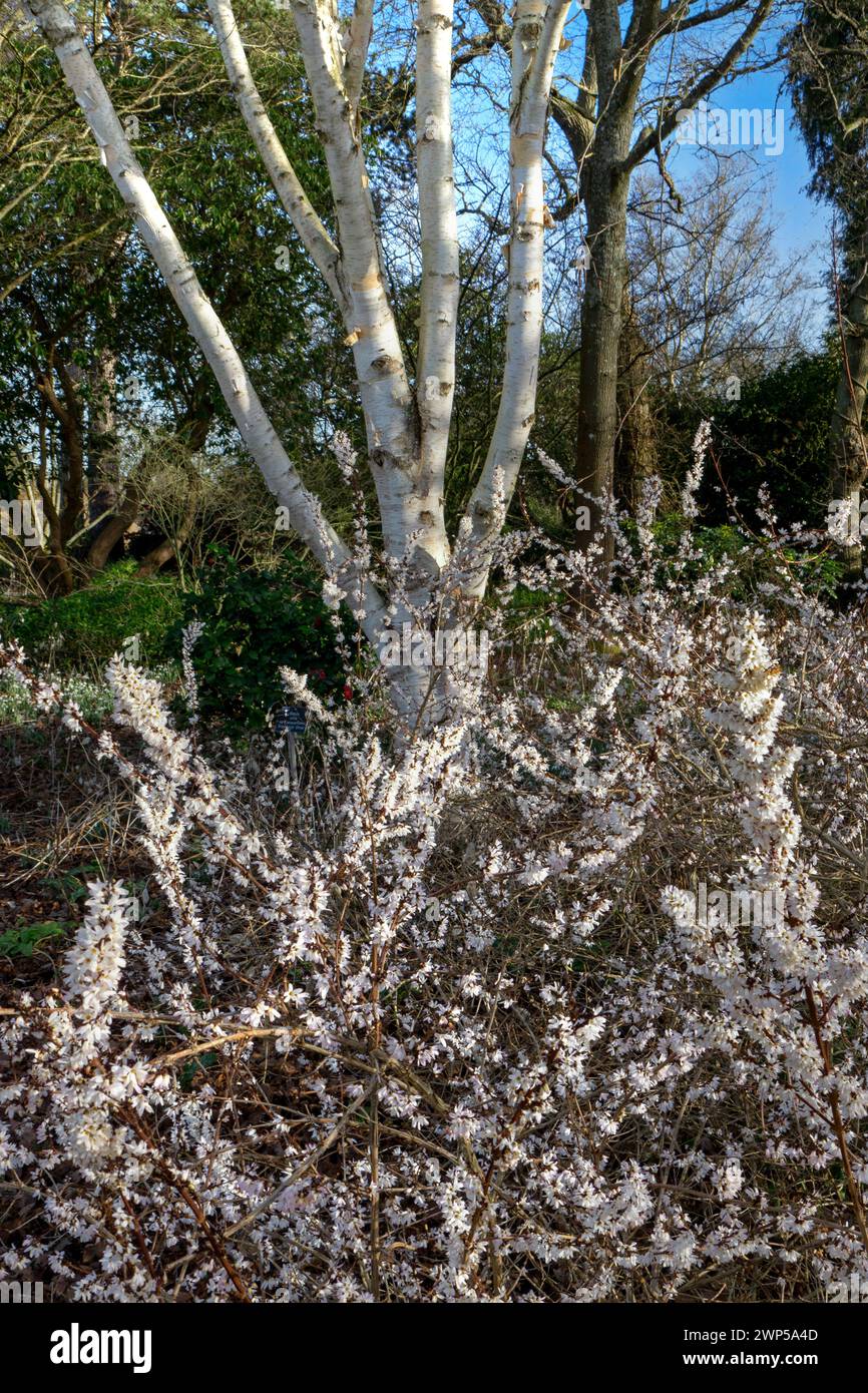 Abeliophyllum distichum White Forsythia Fragrant White Forsythi white flowers in February and March, fully hardy. Betula utilis jacquemontii 'Grayswood Ghost' Tree Himalayan Birch Tree behind. Betula utilis 'Grayswood Ghost' Birch, White Barked Himalayan Birch in soft winter light. Surrey UK Stock Photo