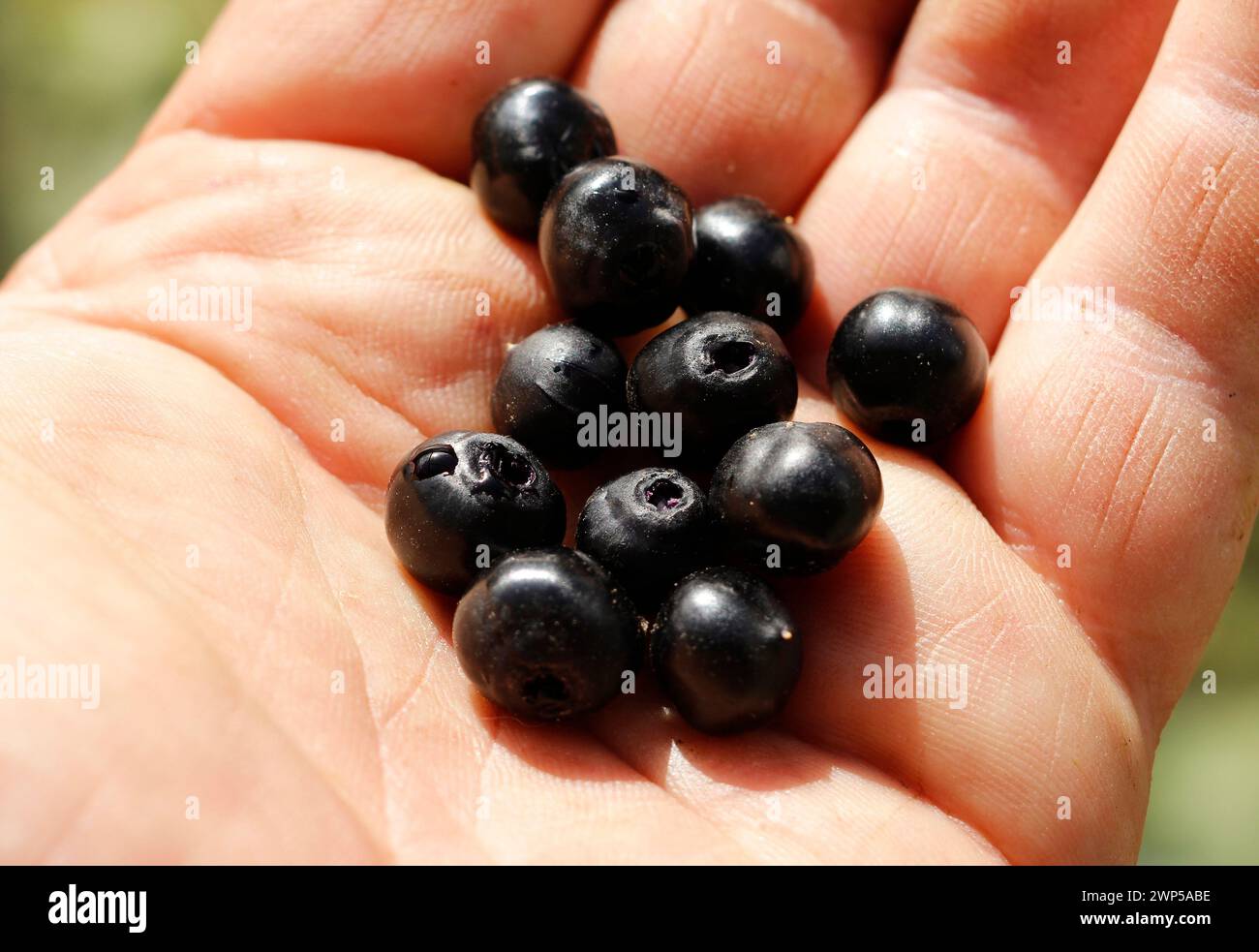 Atropa baetica 'Iberian Belladonna' - BERRIES Stock Photo