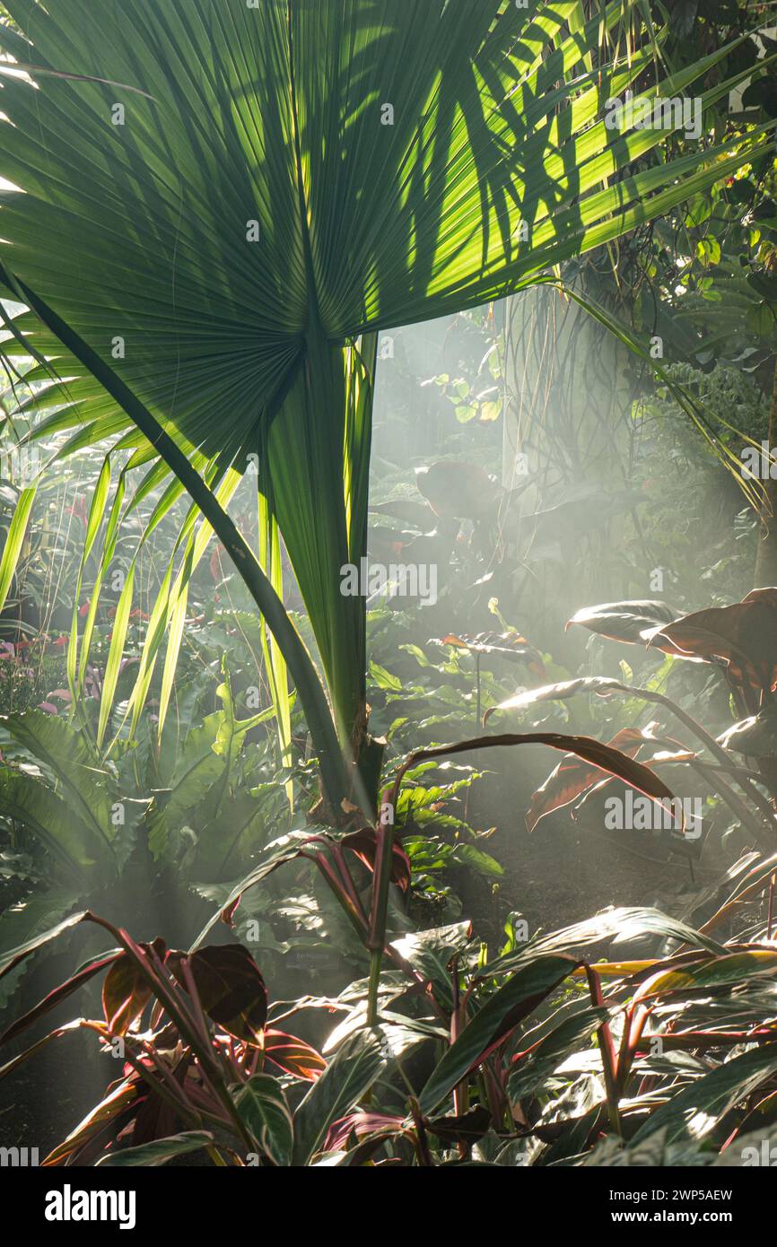 Philodendron Imperial Red plant leaves in foreground, with exotic palm Trachycarpus fortunei behind, in hot tropical environment climate with shafts of light backlighting through the morning mist. Stock Photo