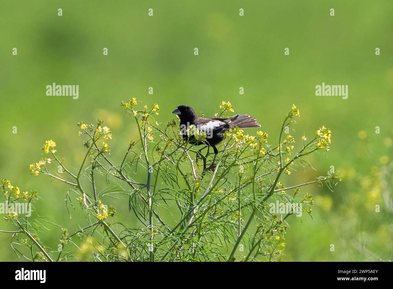A Lark Bunting perched atop a delicate wildflower within an open green field in Colorado during its breeding season. Stock Photo