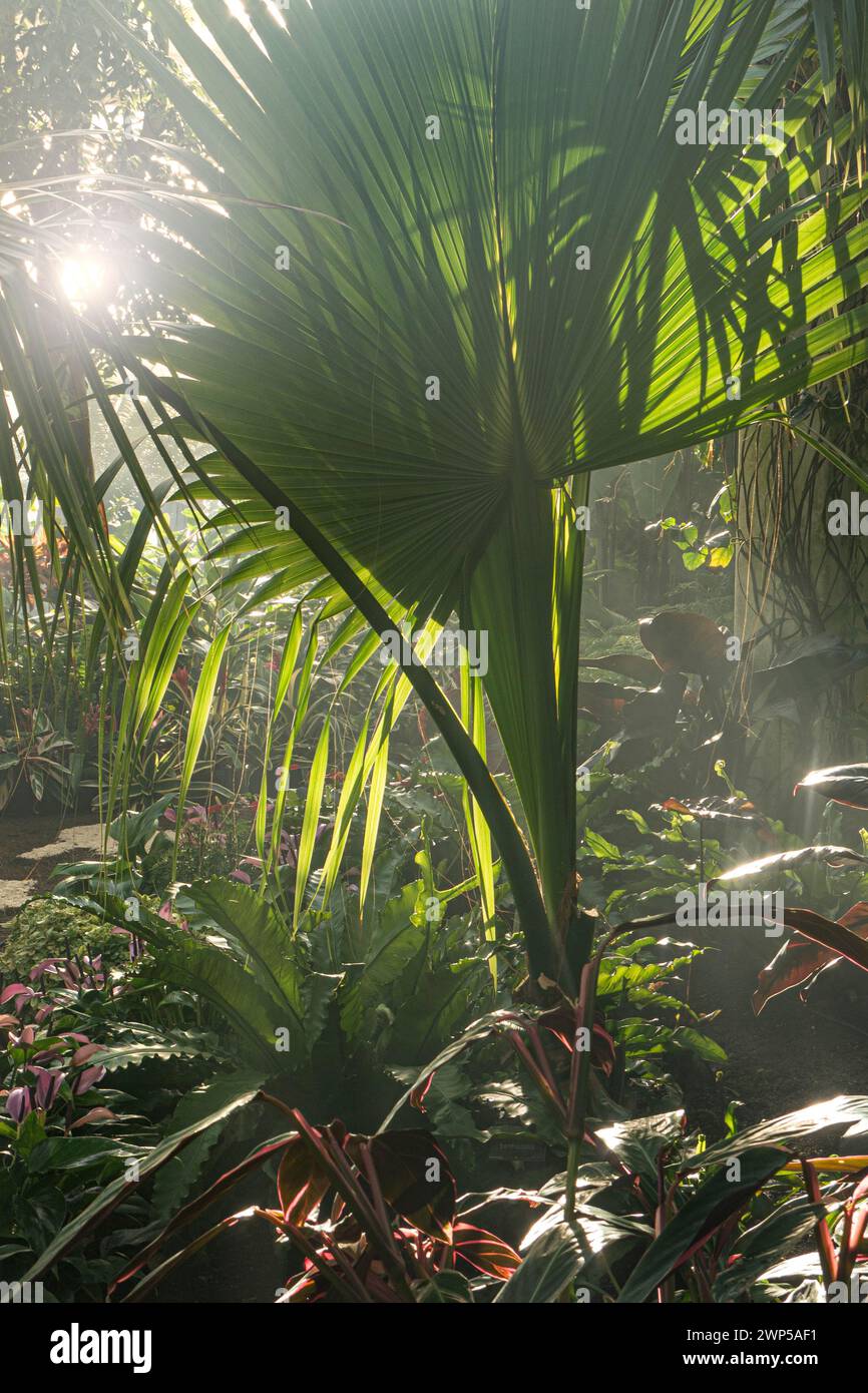 Philodendron Imperial Red plant leaves in foreground, with exotic palm Trachycarpus fortunei behind, in hot tropical environment climate with shafts of sunlight backlighting through the morning mist. Stock Photo