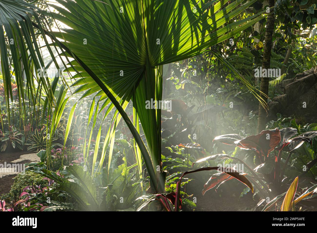 Philodendron Imperial Red plant leaves in foreground, with exotic palm Trachycarpus fortunei behind, in hot tropical environment climate with shafts of light backlighting through the morning mist. Stock Photo