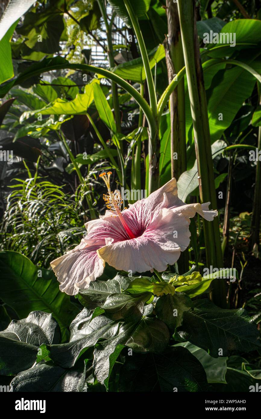 Pink Hibiscus flower in hot tropical moist conditions, with exotic palm leaves and tropical plants behind. Tropical hibiscus is native to China Stock Photo