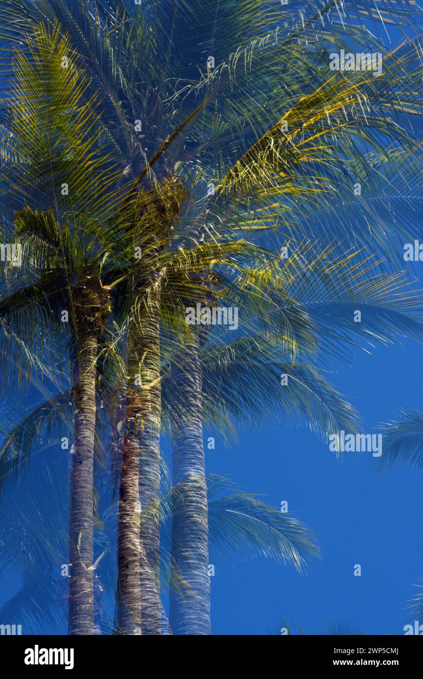 Tropical plam trees in Mexico Stock Photo - Alamy