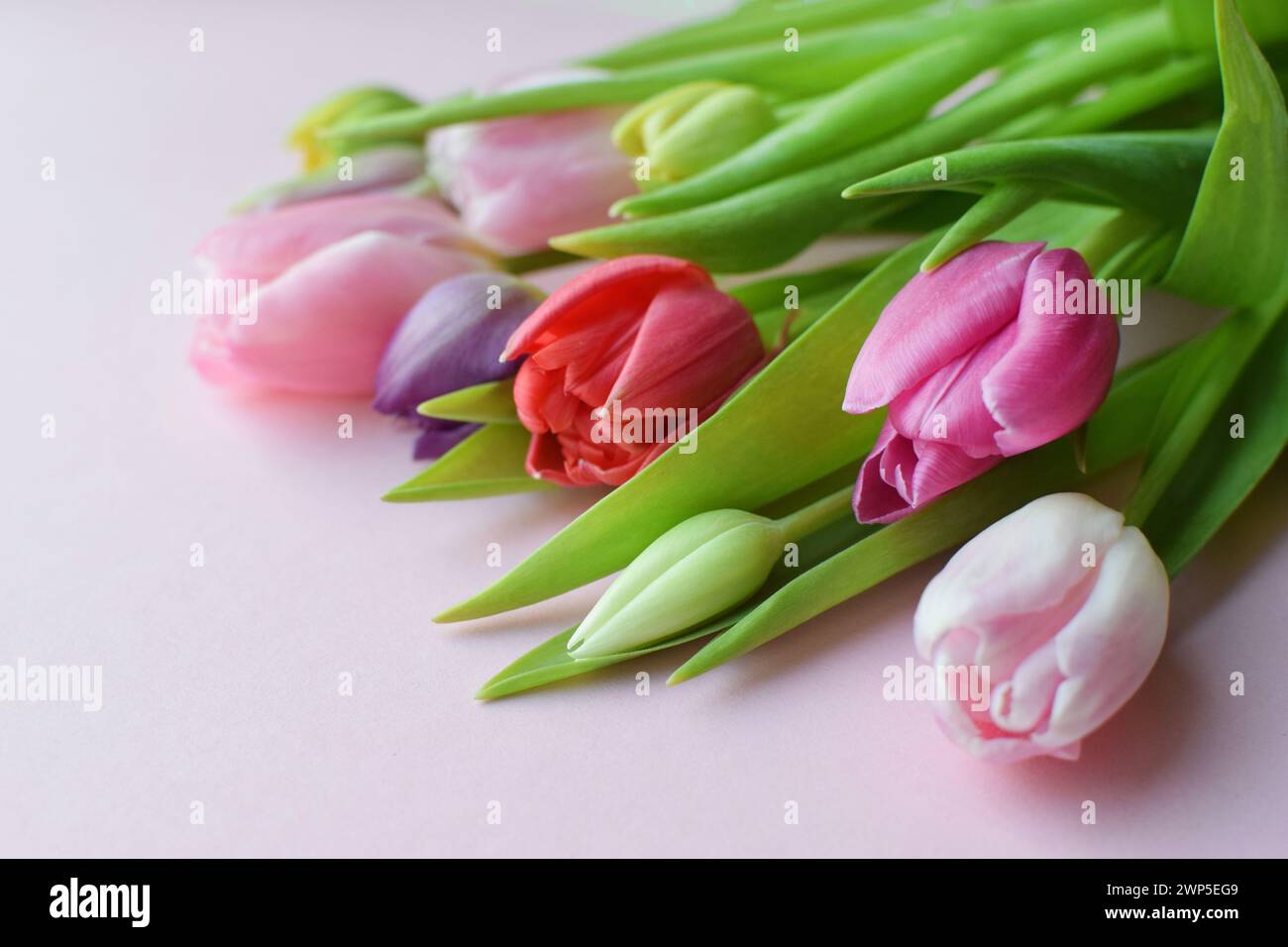 Bouquet of colorful spring tulips for Mother's Day or Women's Day on a pink background. Top view in flat style. Stock Photo