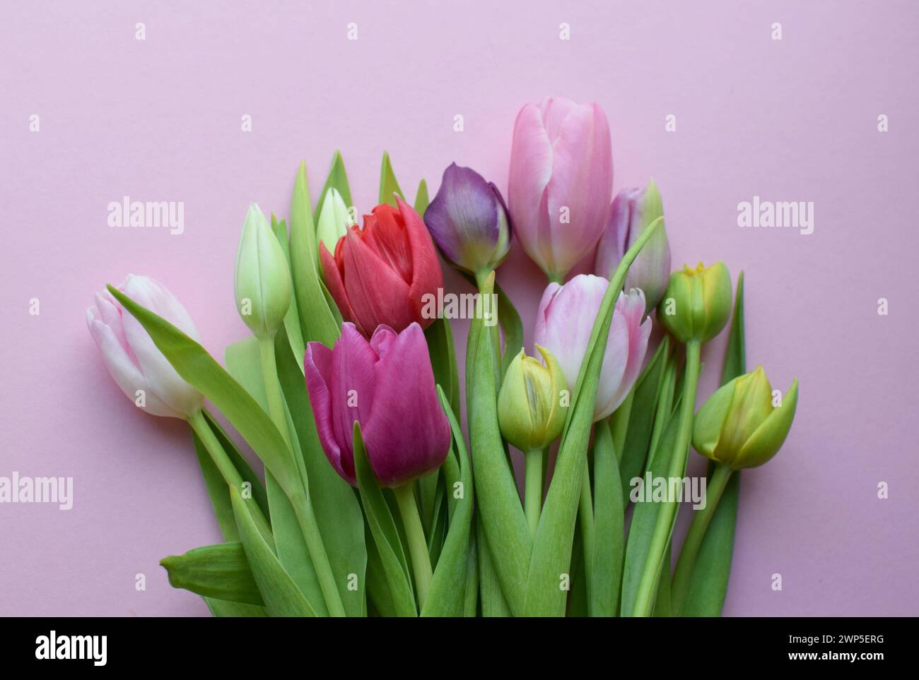 Bouquet of colorful spring tulips for Mother's Day or Women's Day on a pink background. Top view in flat style. Stock Photo