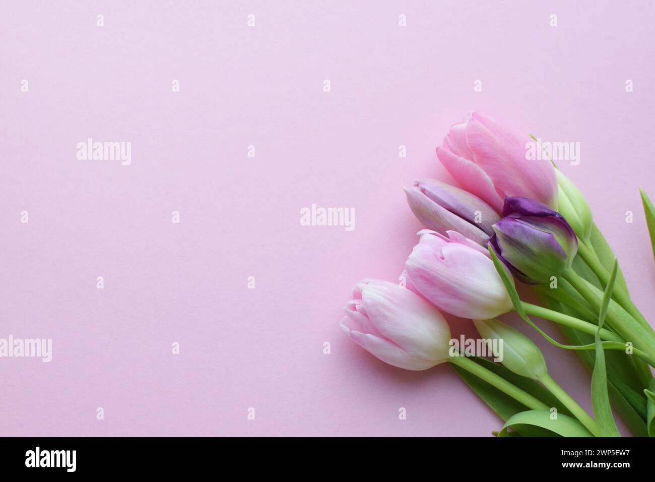 Bouquet of colorful spring tulips and place for text for Mother's Day or Women's Day on a pink background. Top view in flat style. Stock Photo