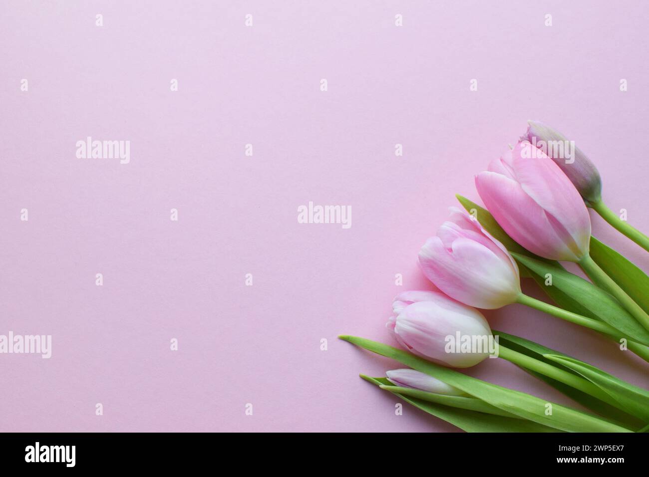 Bouquet of colorful spring tulips and place for text for Mother's Day or Women's Day on a pink background. Top view in flat style. Stock Photo