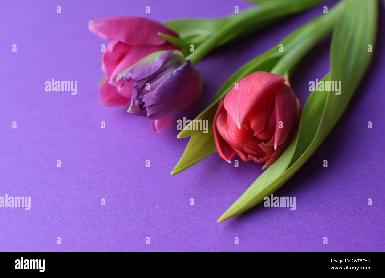 Bouquet of colorful spring tulips for Mother's Day or Women's Day on a purple background. Top view in flat style. Stock Photo