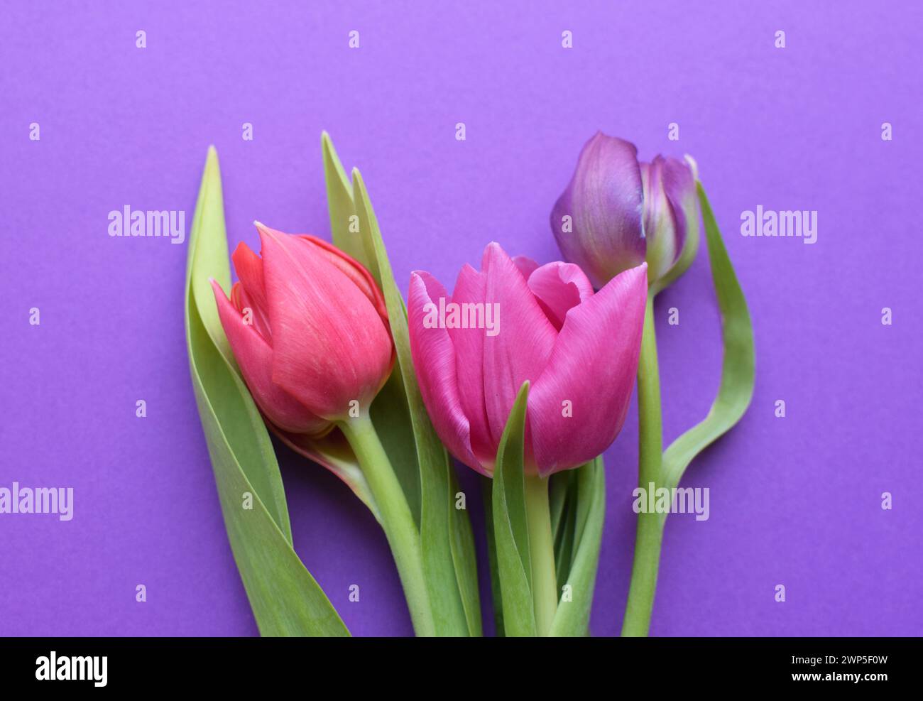 Bouquet of colorful spring tulips for Mother's Day or Women's Day on a purple background. Top view in flat style. Stock Photo