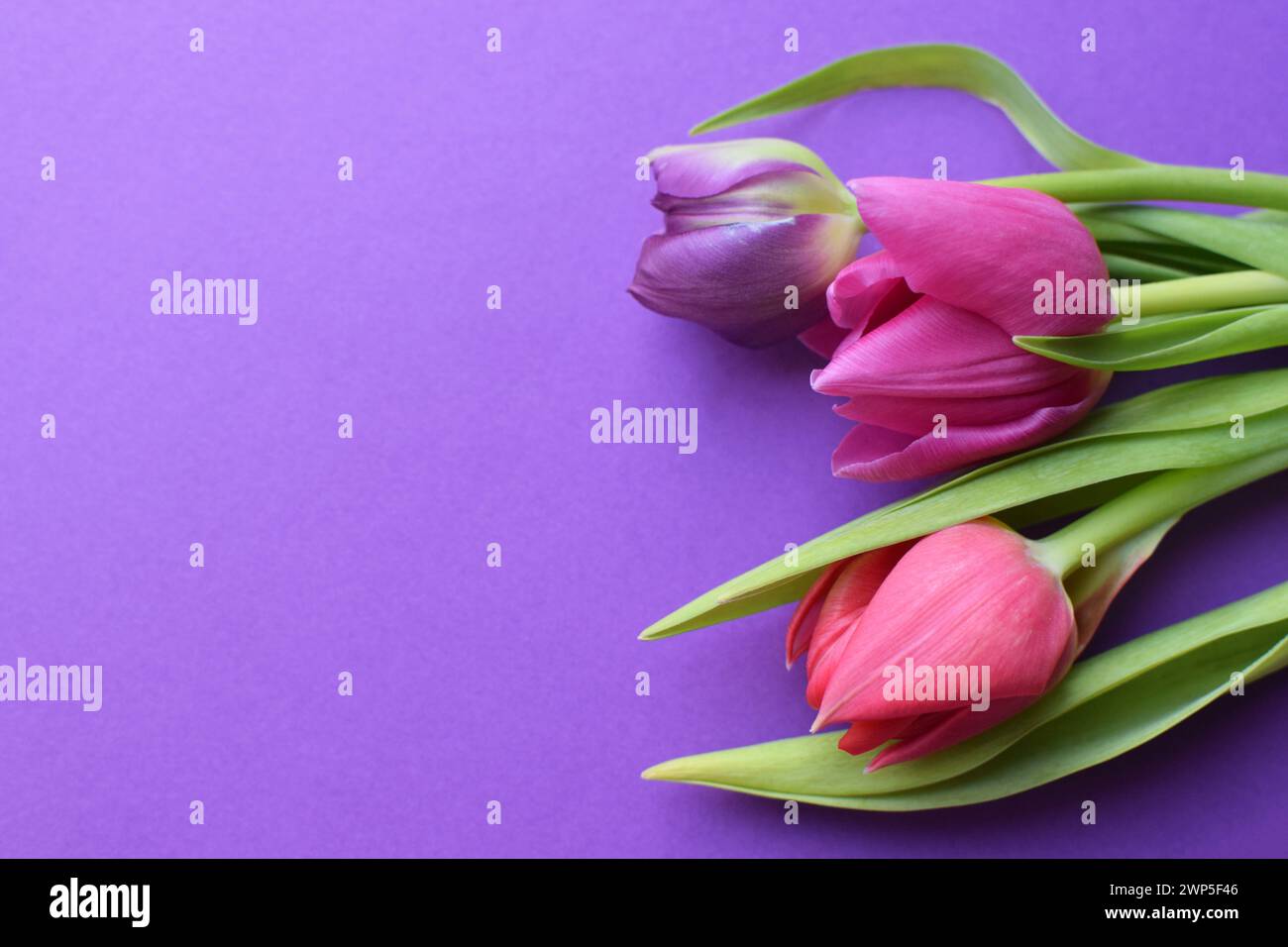 Bouquet of colorful spring tulips and place for text for Mother's Day or Women's Day on a purple background. Top view in flat style. Stock Photo