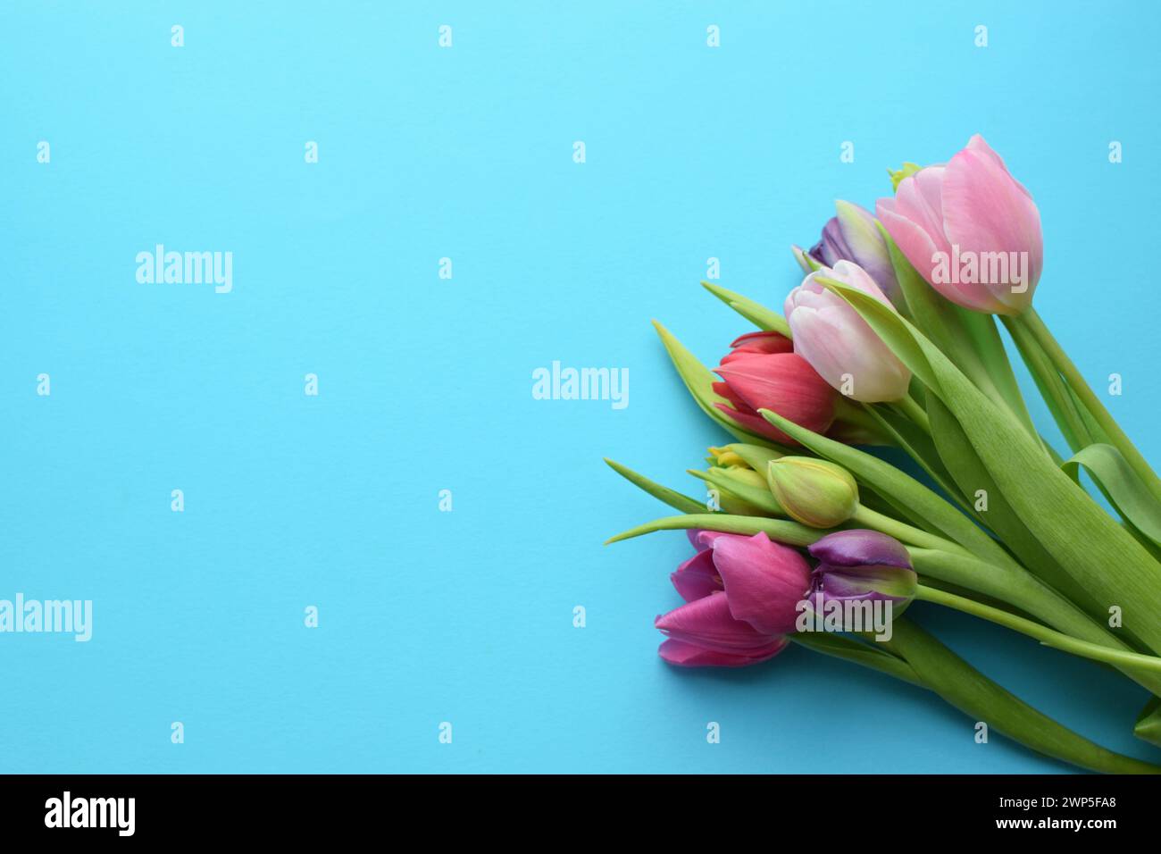 Bouquet of colorful spring tulips and place for text for Mother's Day or Women's Day on a blue background. Top view in flat style. Stock Photo
