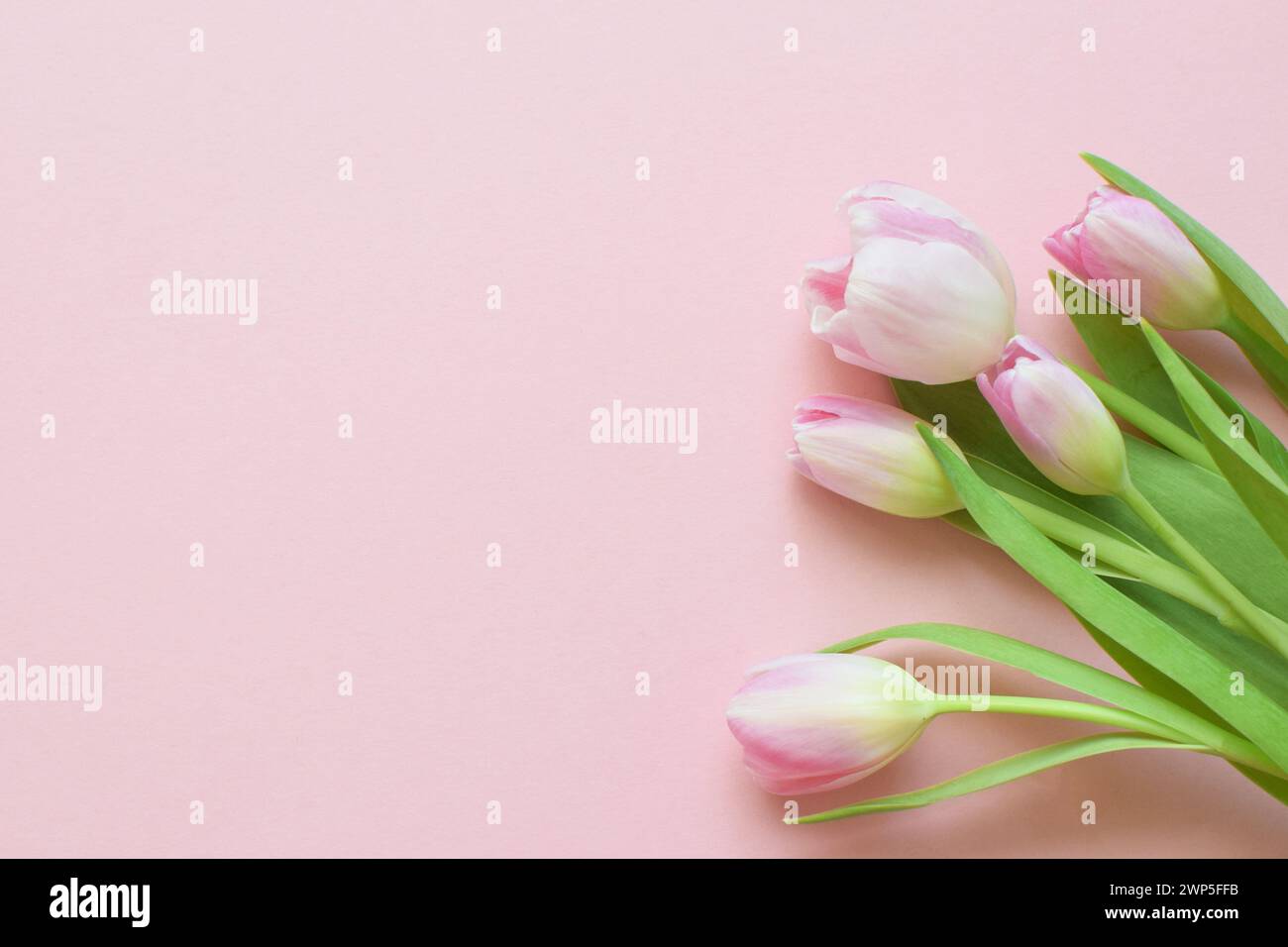 Bouquet of pink spring tulips and place for text for Mother's Day or Women on a pink background. Top view flat style. Stock Photo